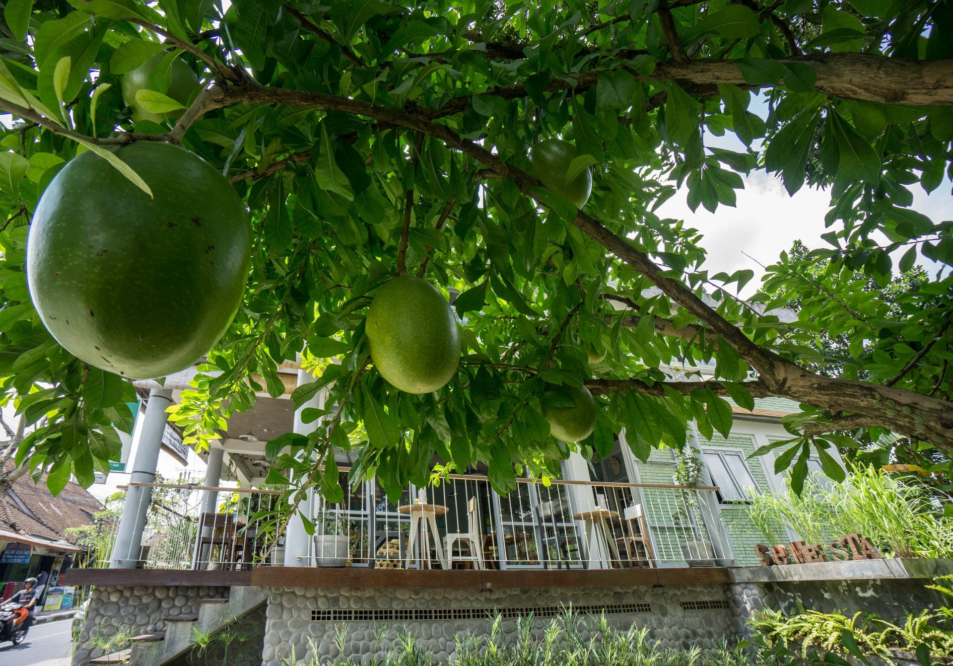 maja-fruit